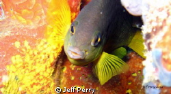 Who me????? by Jeff Perry 